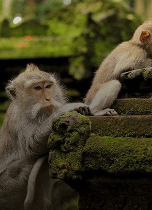 Explore The Sacred Monkey Forest